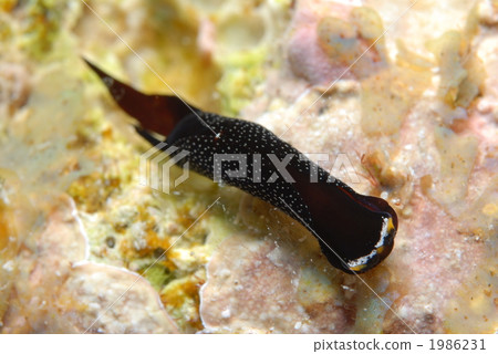 Ohagoro Swallow Guy 1986231