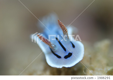 Misole Umizushi 1986291