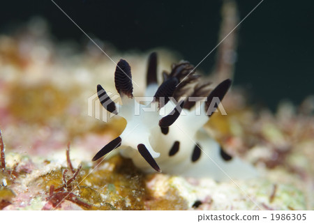 熊貓金槍魚海牛 1986305