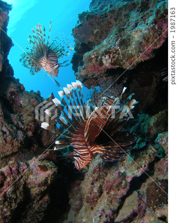 Hanturkey魚 1987163