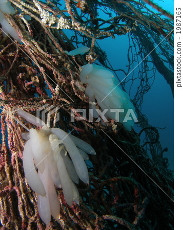 淡水魚的蛋 1987165