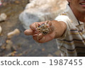 Crab's baby 1987455