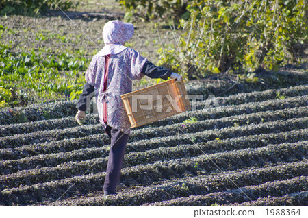 走在魔芋場 1988364