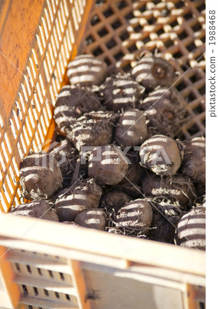 Konjac sweet potato Konjac sweet potato 1988468