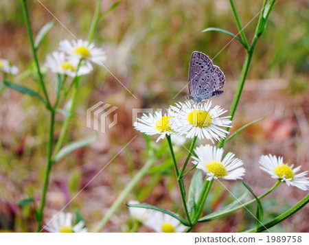 Yamato juice butterfly 1989758