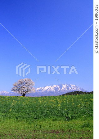 Koiwai農場和岩手山的一棵櫻花樹 1990018