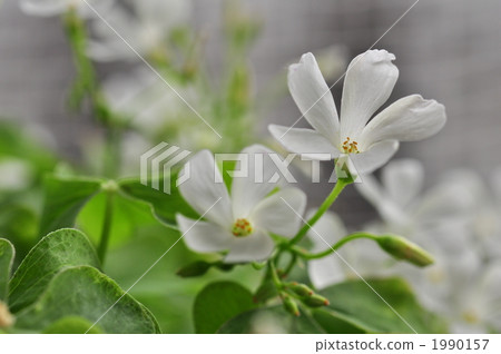 Oxalis 1990157