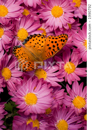 Tsunagurōhyumon and chrysanthemum Tsunagurōhyumon and chrysanthemum 1990792