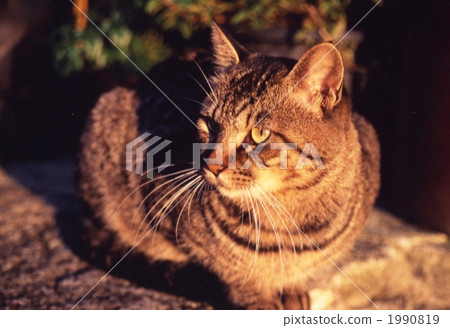 Cat of a sunset 1990819