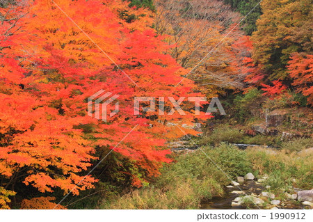 Maple of Okutsu River Maple of Okutsu River 1990912