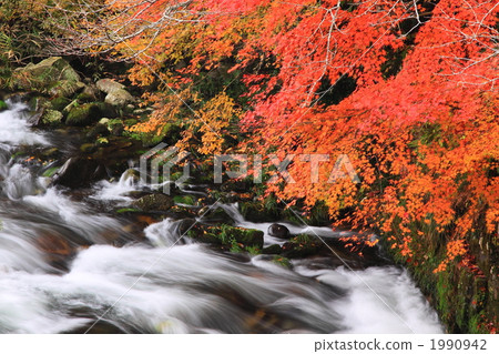 Maples and mountain streams of Okutsu River 1990942
