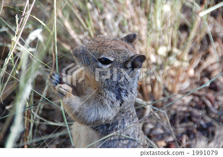 terrestrial animal, squirrel, squirrels 1991079