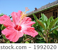 大芙蓉 1992020