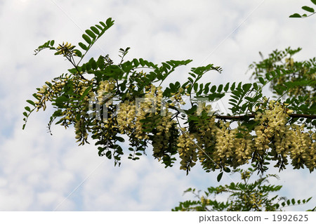 Acacia white flowers Acacia white flowers 1992625