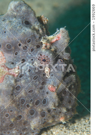 Frogfish 1992669