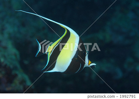 鐮魚 1992791