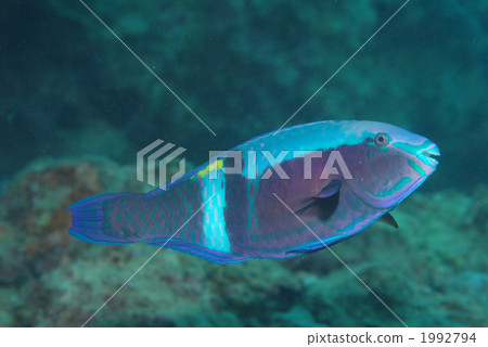 Ovivary 1992794