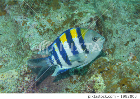 條紋豆娘魚 條紋豆娘魚 1992803