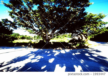 戴戈 刺桐 日光 1993447