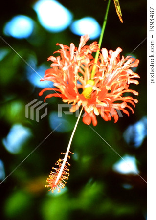 hibiscus, bloom, blossom 1993487