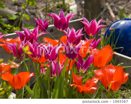 鬱金香花床荷蘭電燈泡 鬱金香花床荷蘭電燈泡 1993567