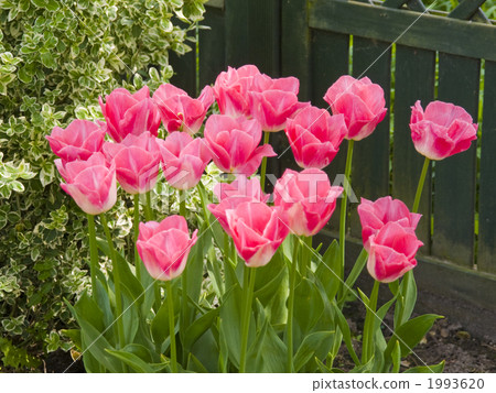 鬱金香花床荷蘭電燈泡 1993620