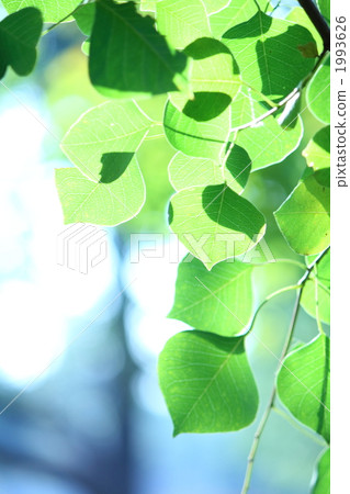 中國烏桕 1993626