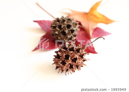 秋葉和白楊樹錐體葉子 1993949