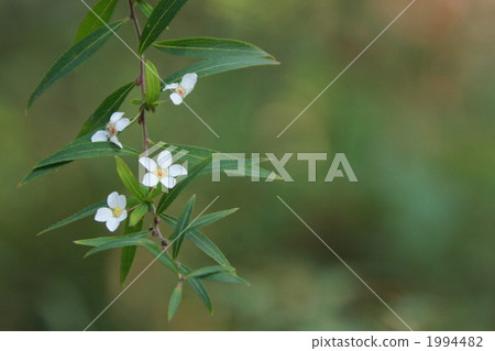 Small flowers Small flowers 1994482