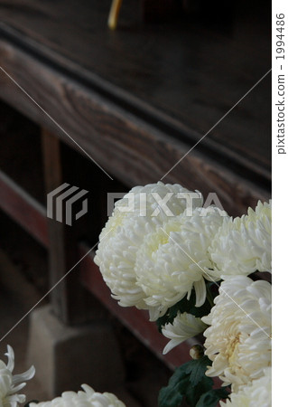 Appreciation chrysanthemum Appreciation chrysanthemum 1994486
