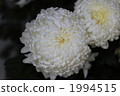 Appreciation chrysanthemum 2 1994515