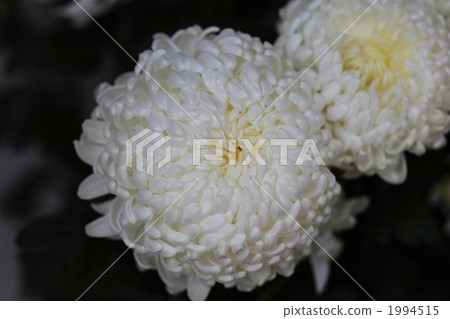 賞花菊花2 1994515