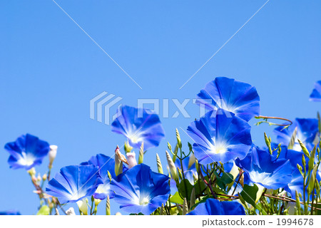 西部牽牛花花 1994678