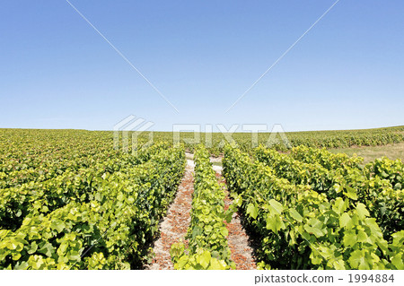 Vineyards in Champagne region Vineyards in Champagne region 1994884