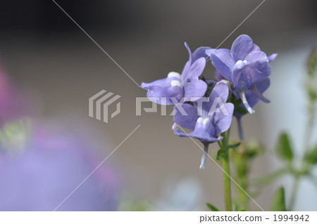 arrange lavender, nemesia, botanic 1994942