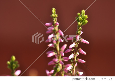 Calluna, botanic, botanical 1994975
