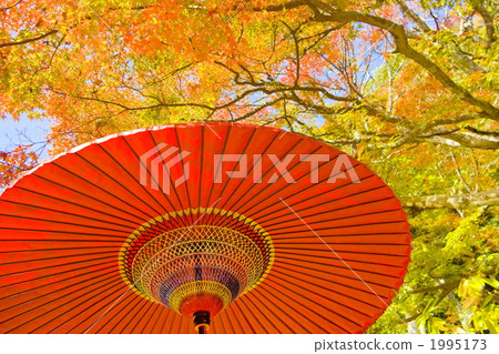 Umbrellas and colored leaves 1995173