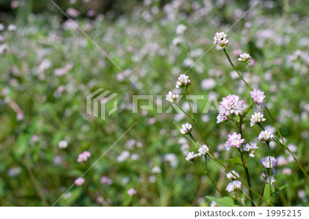 Misozoba flowers 1995215