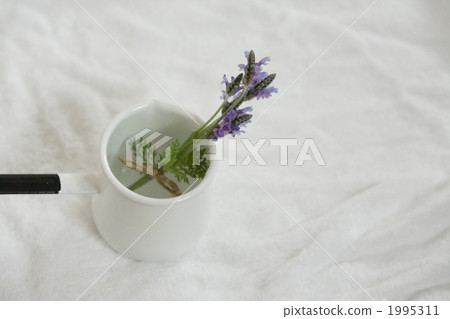 花朵 花 花卉 1995311