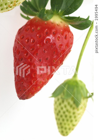 一個草莓 1995494