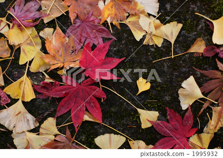 maple, yellow leafe, fallen leafe 1995932