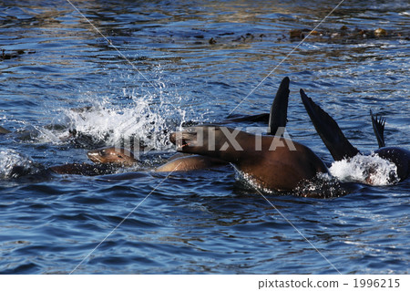 California sea lion, california selion, seal 1996215