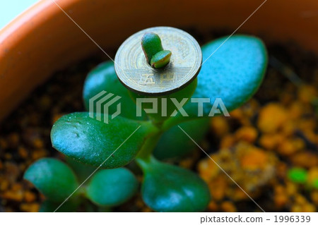 A money tree with a 5 yen coin on the stem 1996339