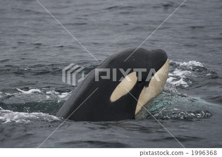 killer whale, alaska, facial 1996368