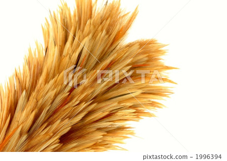 拍打頭髮 1996394