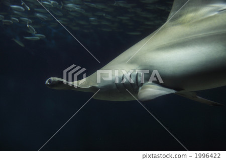 眼睛 目光 鯊魚 1996422