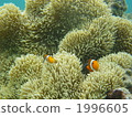Clown anemonefish 1996605