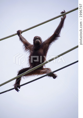 Pongo, orangutan, utan 1996797