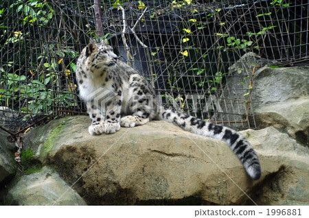 snow leopard, terrestrial animal, animal 1996881