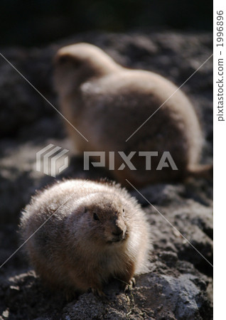囓齒類的 黑尾草原土拔鼠 陸生動物 1996896